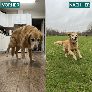 Kauwsnacks voor heupen en gewrichten