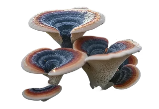 Elfenbankje (Turkey Tail) – 20% Polysacharide